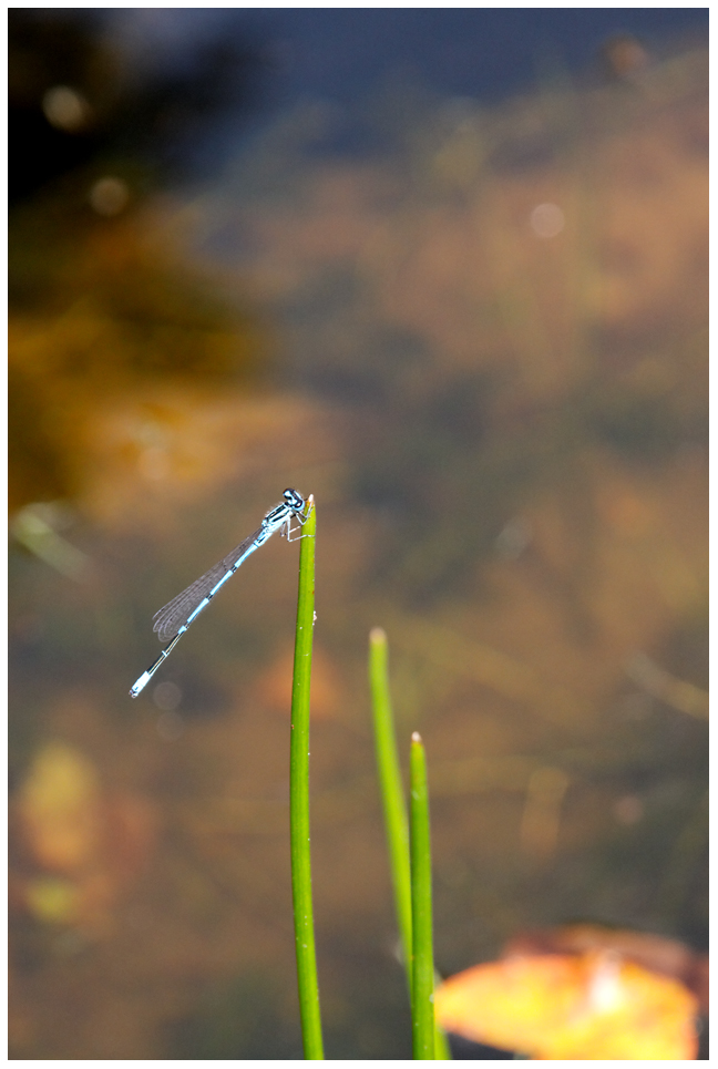 ...Libelle an Houston - habe soeben angedockt...