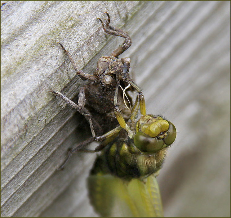 Libelle an ihrer Hülle (Exuvie)...