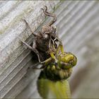 Libelle an ihrer Hülle (Exuvie)...