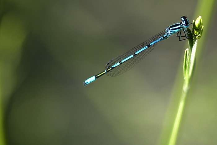 Libelle an Lavendel