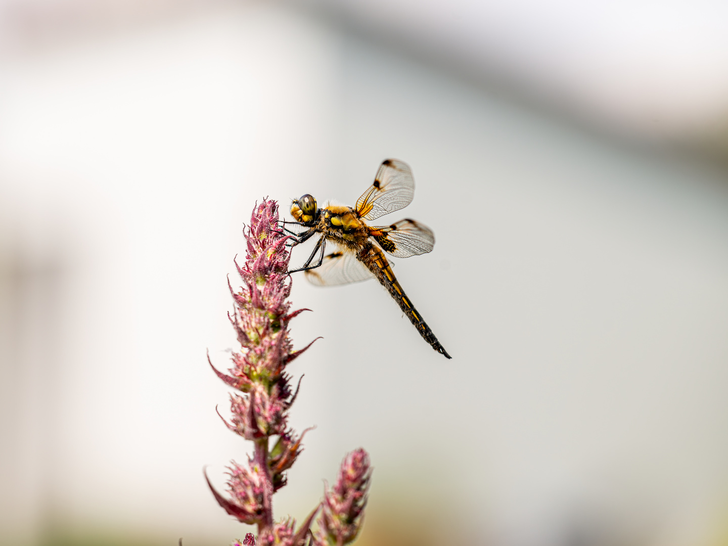 Libelle an meinem Gartenteich