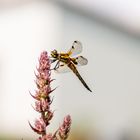 Libelle an meinem Gartenteich