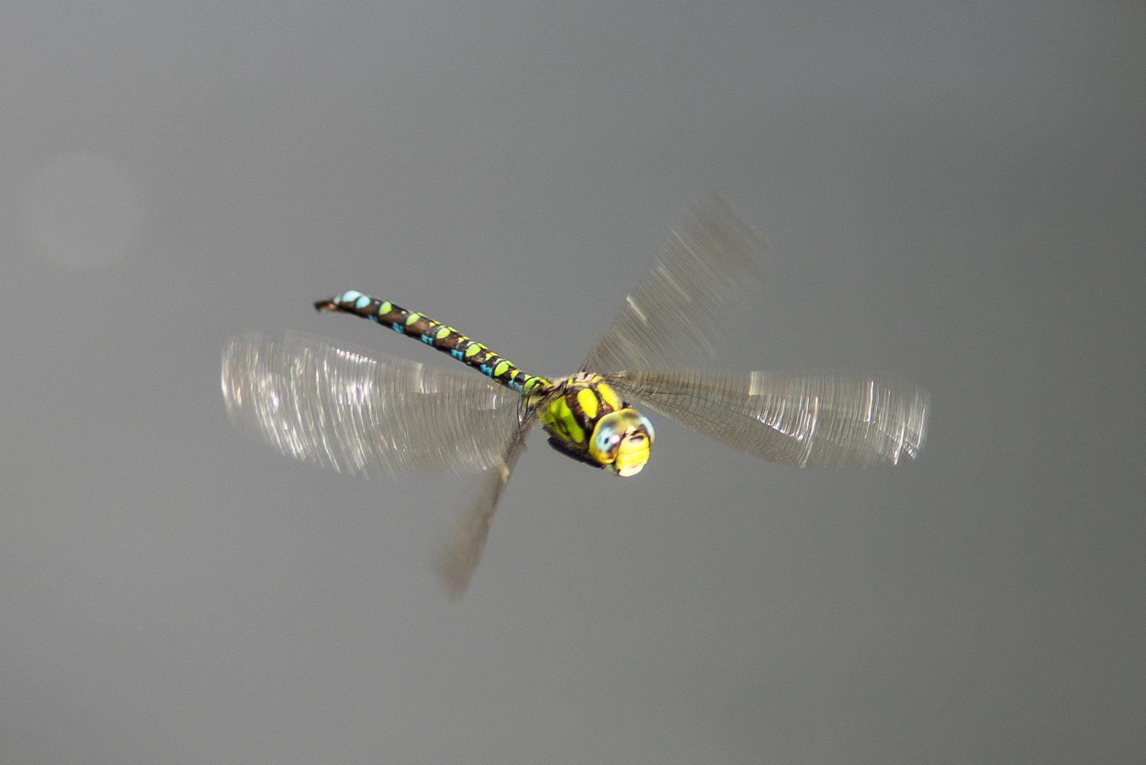 Libelle an meinem Gartenteich