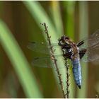 Libelle an meinem Teich