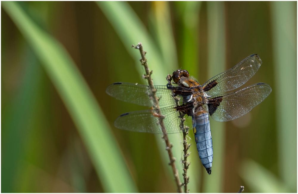 Libelle an meinem Teich