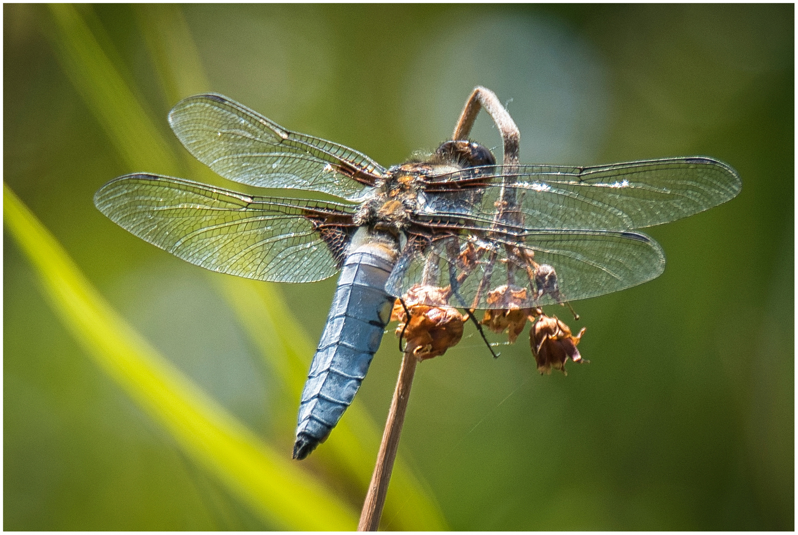 Libelle an meinem Teich