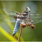 Libelle an meinem Teich