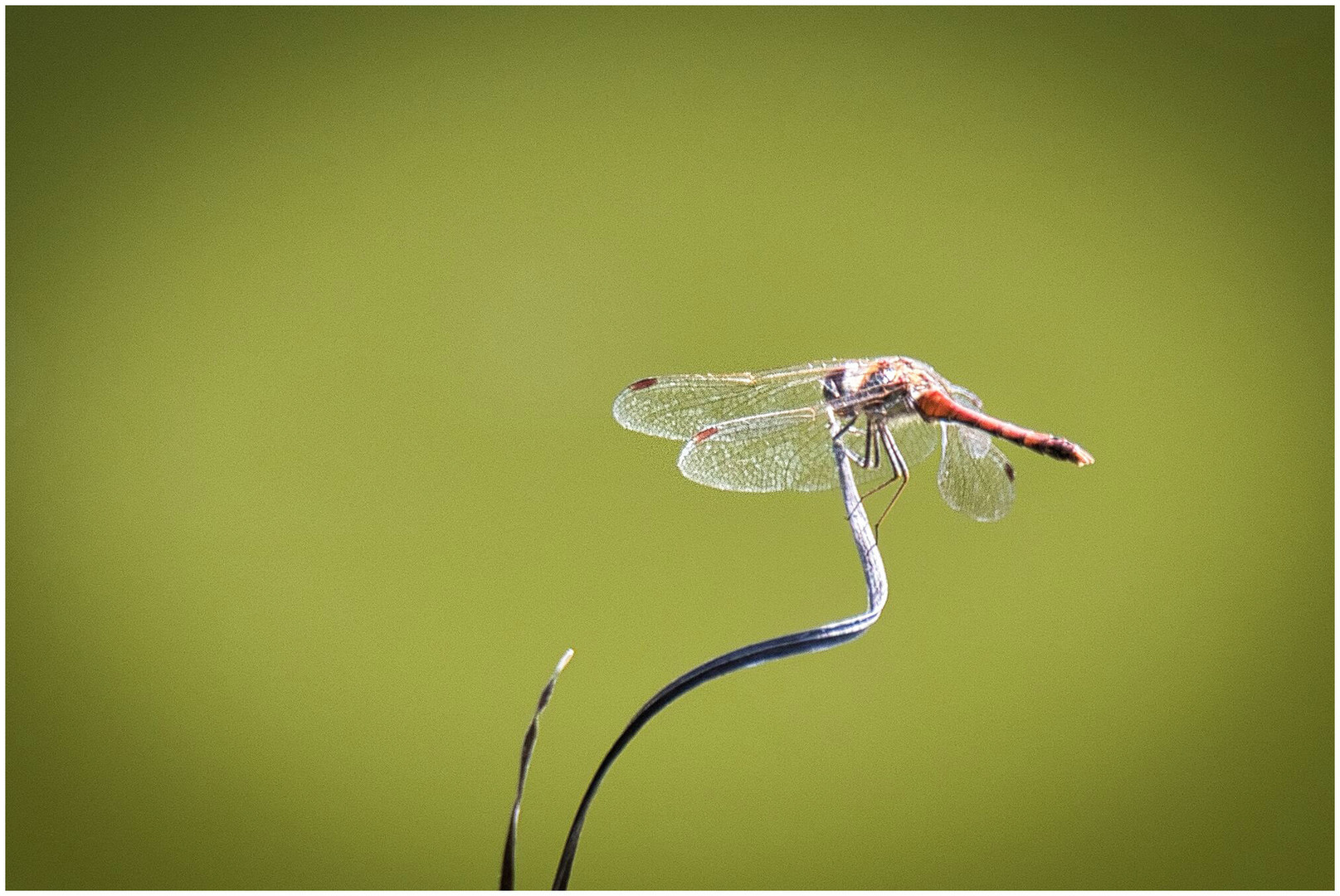 Libelle an meinem Teich