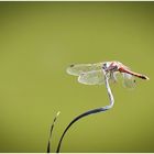 Libelle an meinem Teich