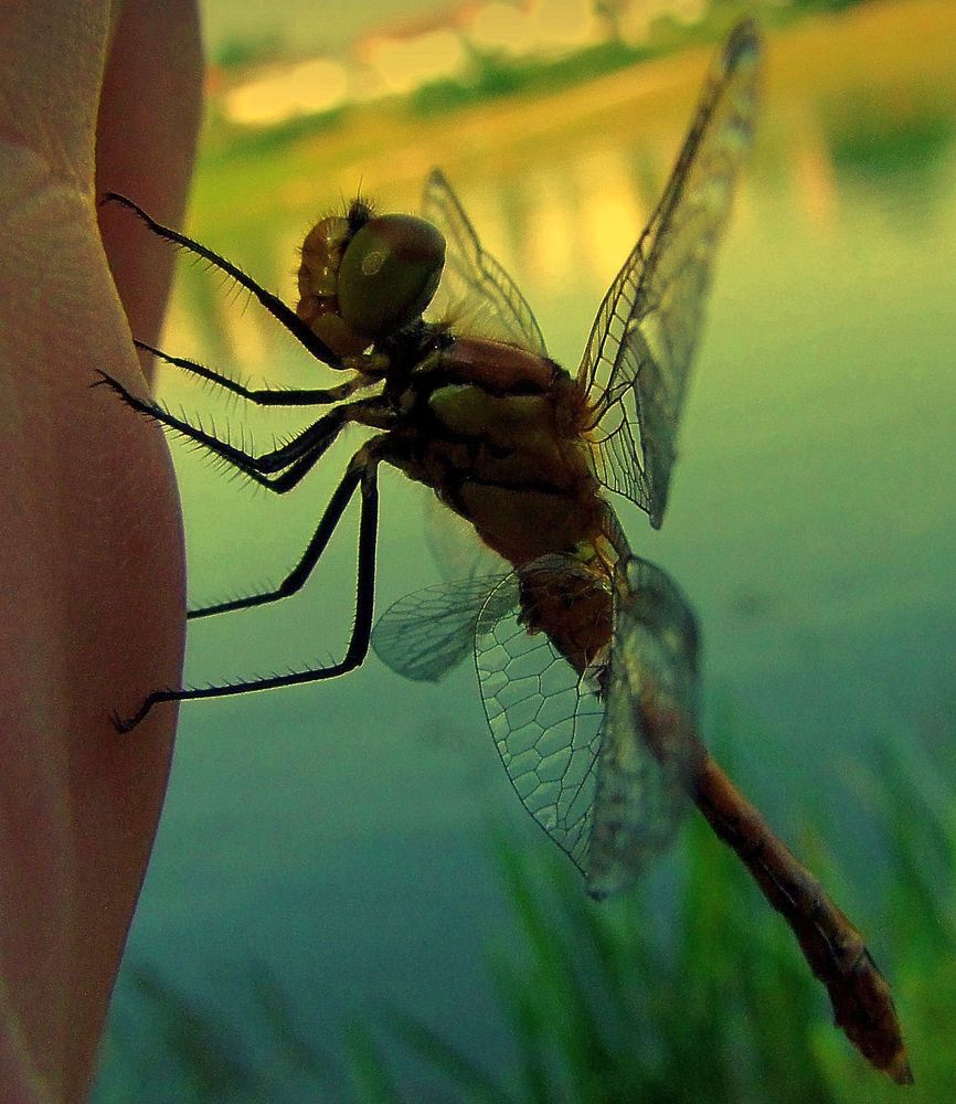 Libelle an meiner Hand  -  Dragonfly on my hand