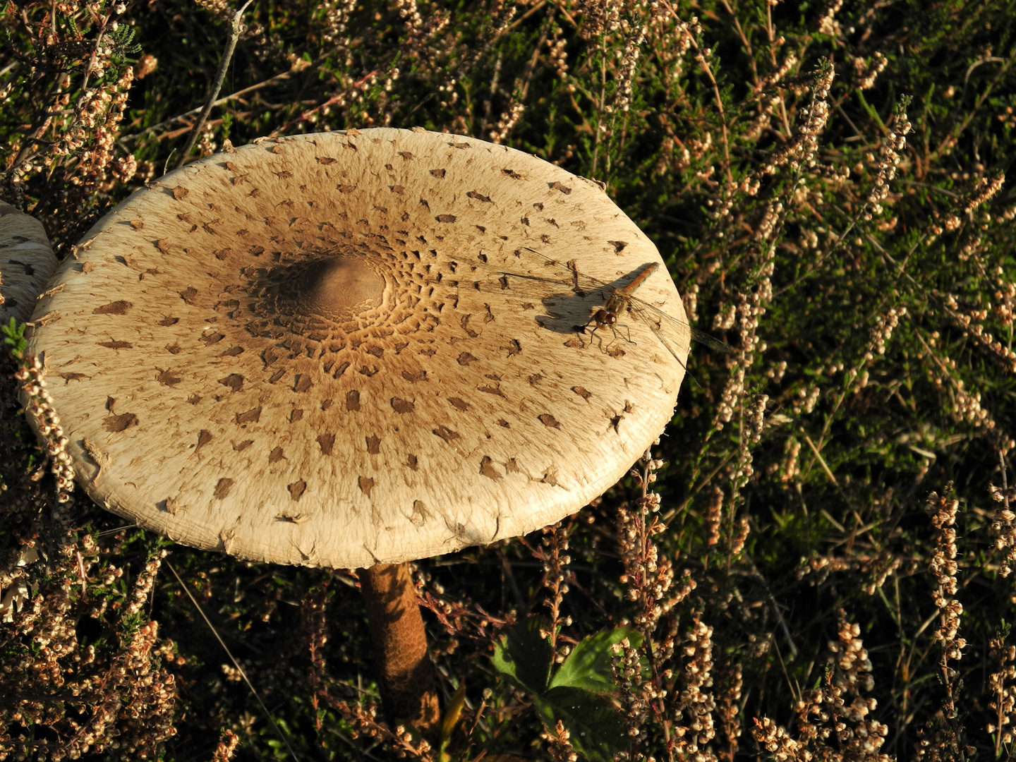 Libelle an Parasol