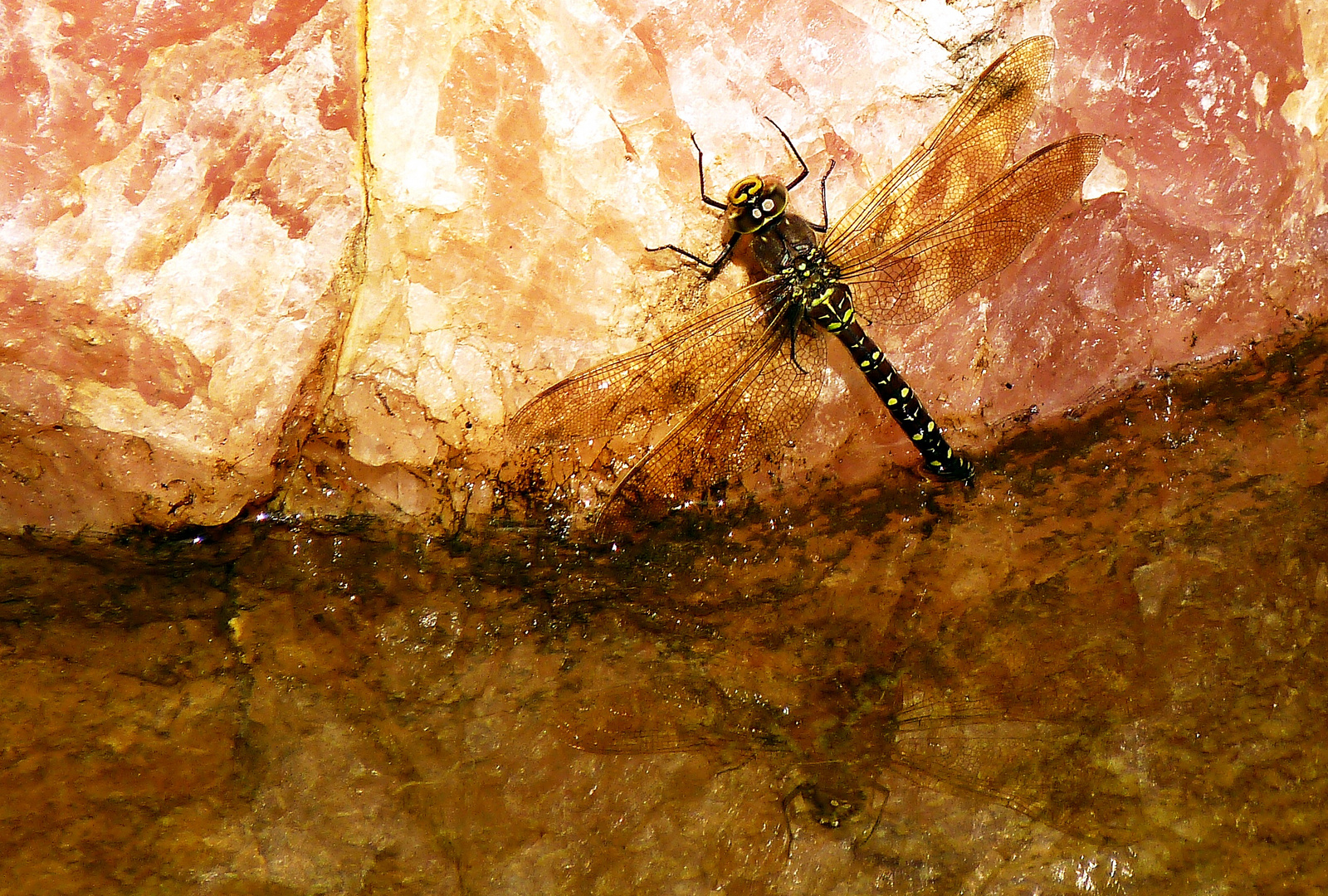 Libelle an Rosenquarz