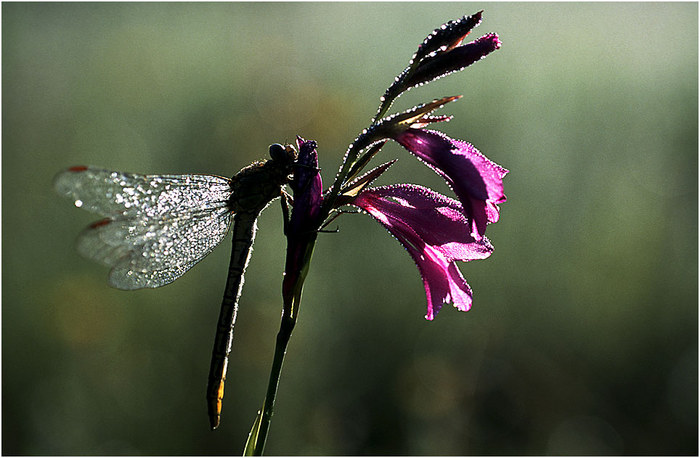 Libelle an Sumpfgladiole