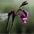 Libelle an Sumpfgladiole