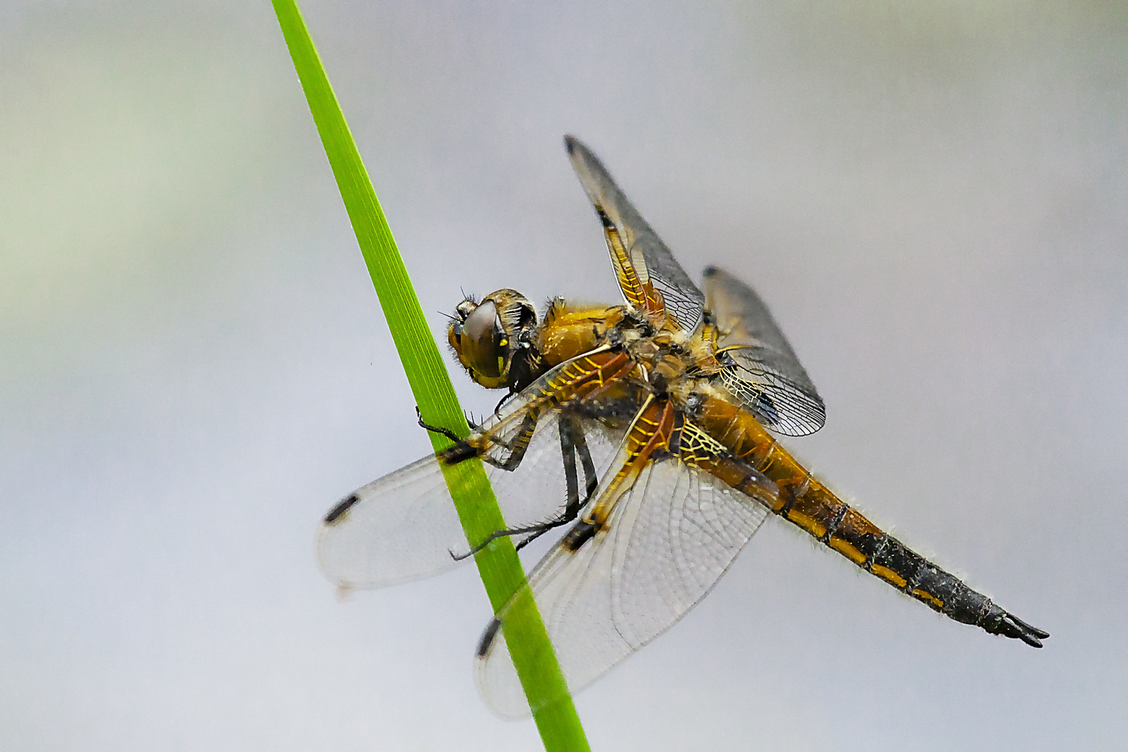 Libelle an unserem Gartenteich 