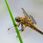 Libelle an unserem Gartenteich 