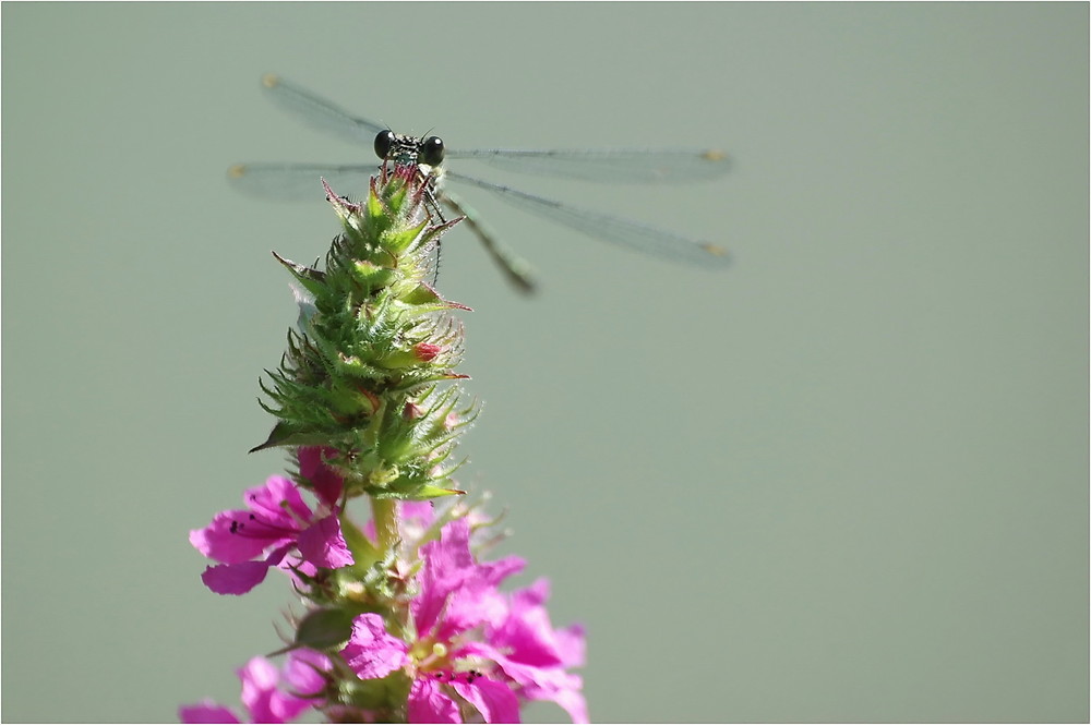 Libelle auf... (1)