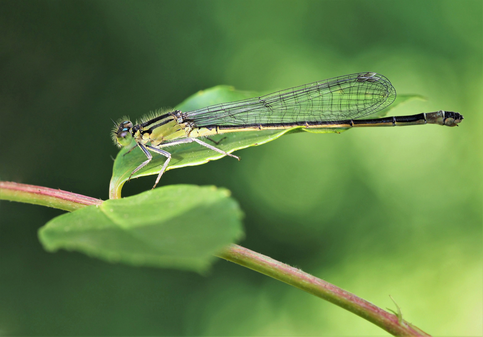 Libelle auf Ansitz