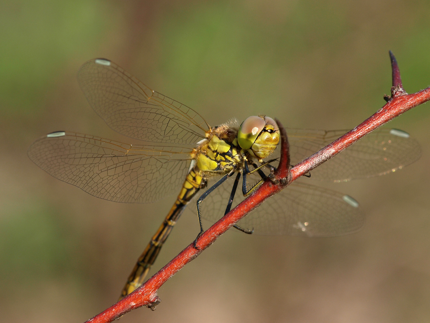 Libelle auf Ast 1