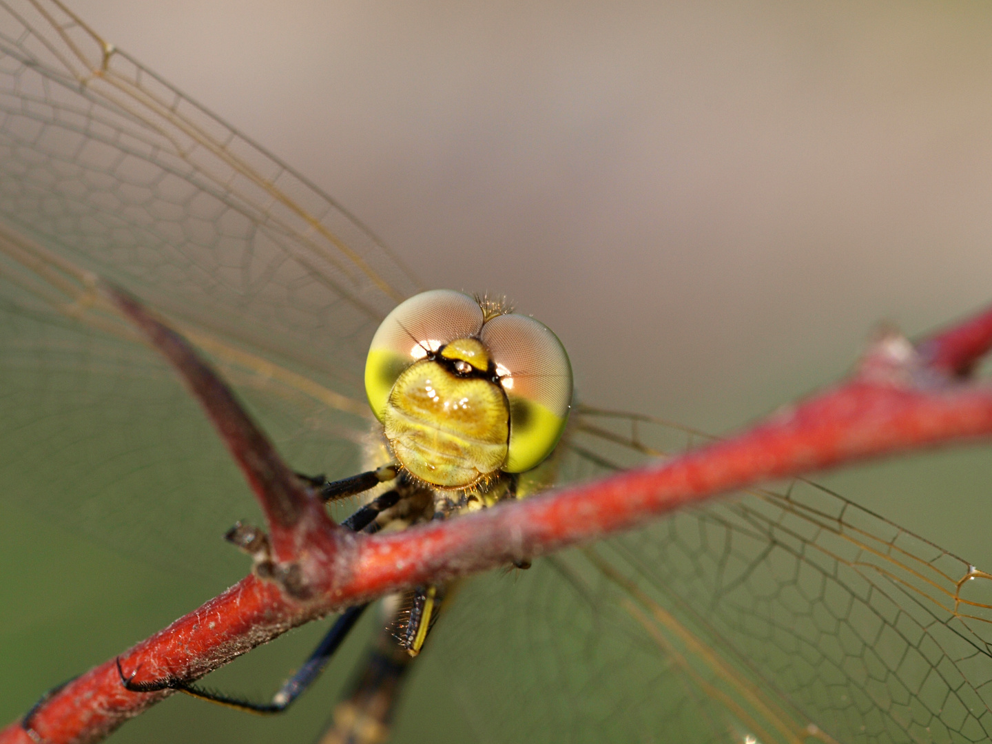 Libelle auf Ast 2