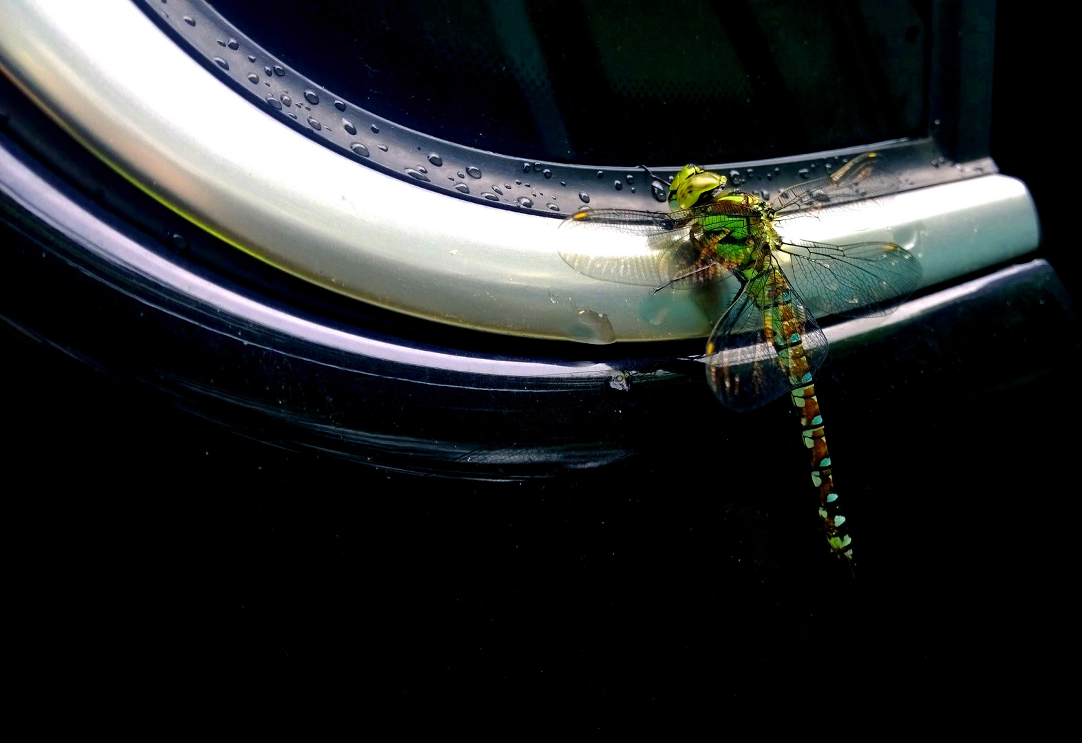 Libelle auf Auto