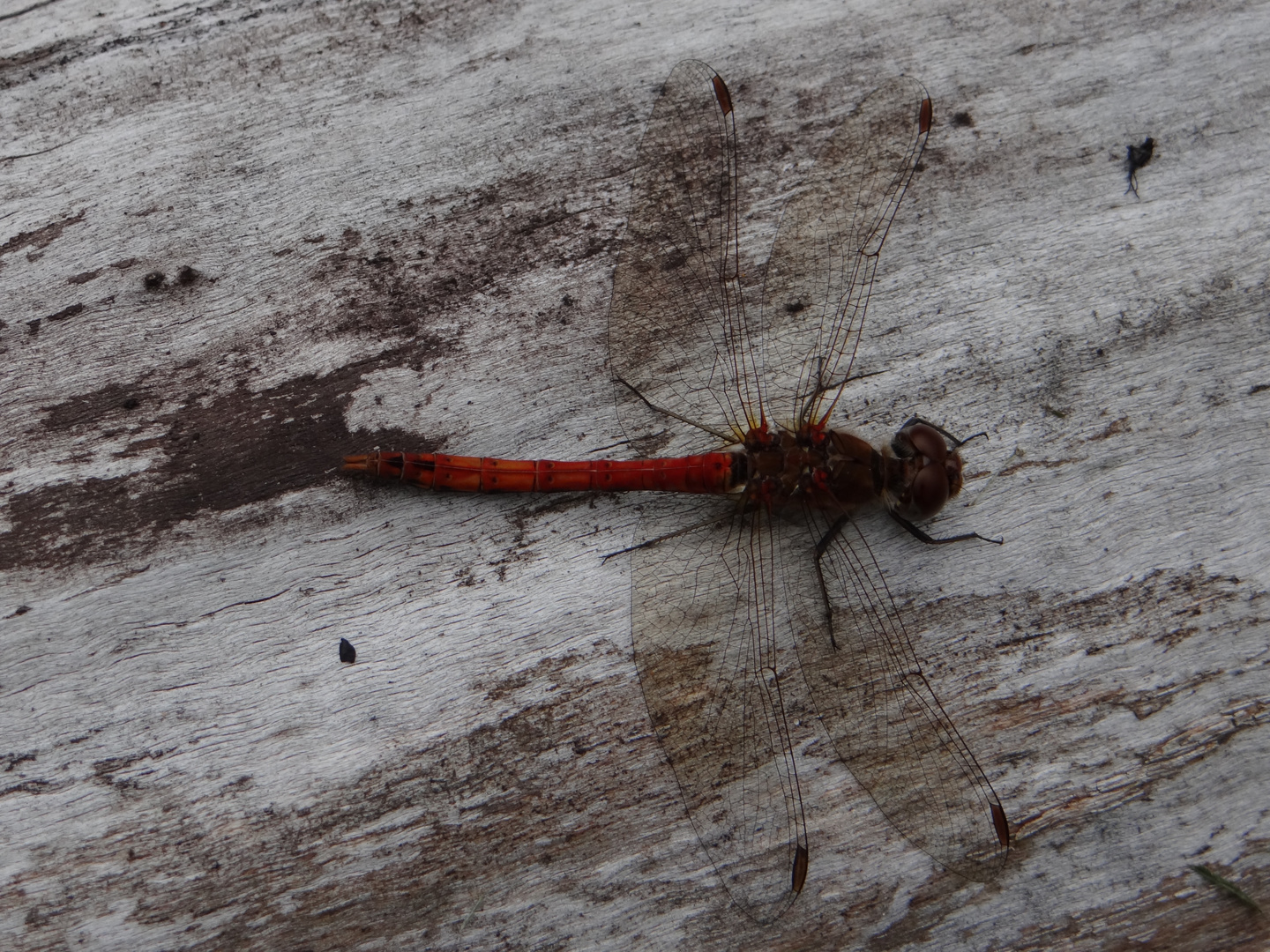 Libelle auf Baumstamm