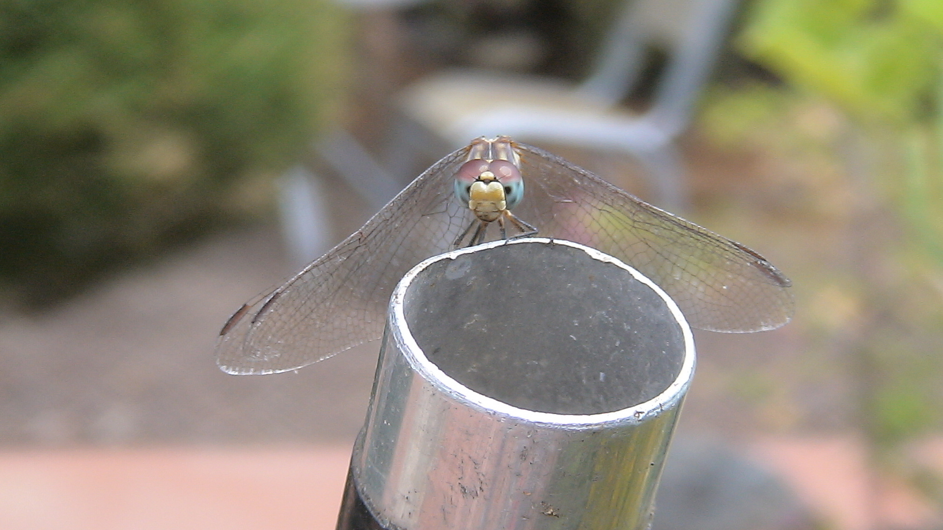 Libelle auf Besenstiel