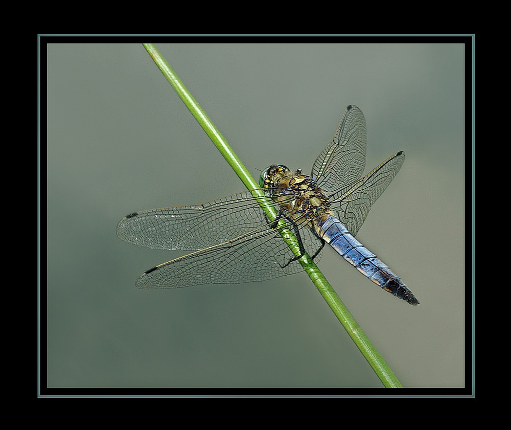 Libelle auf Binsenhalm