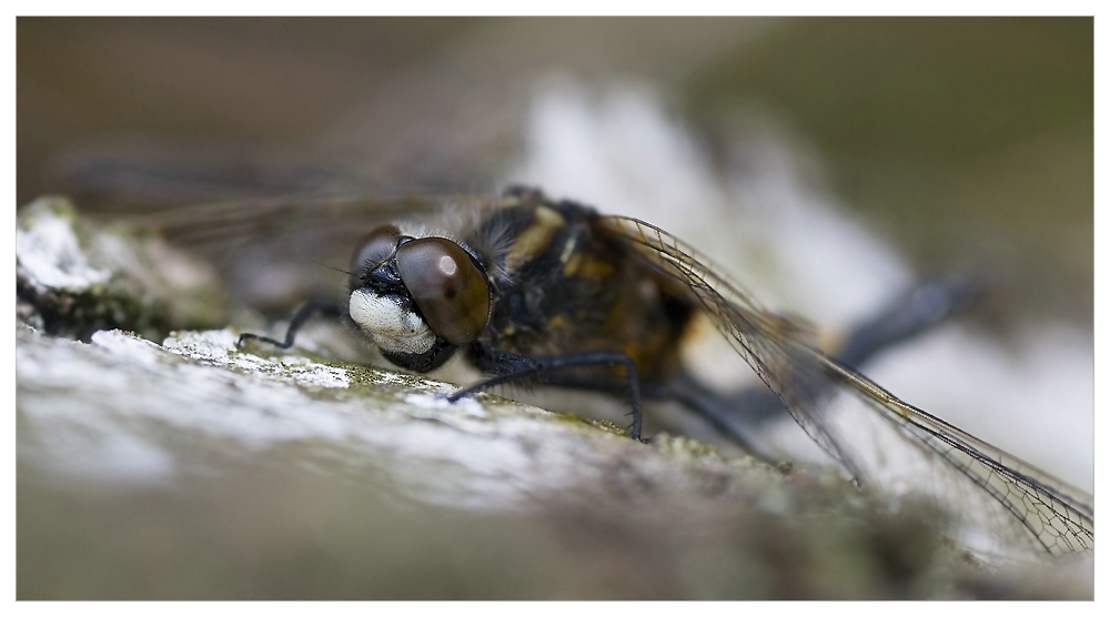 Libelle auf Birke