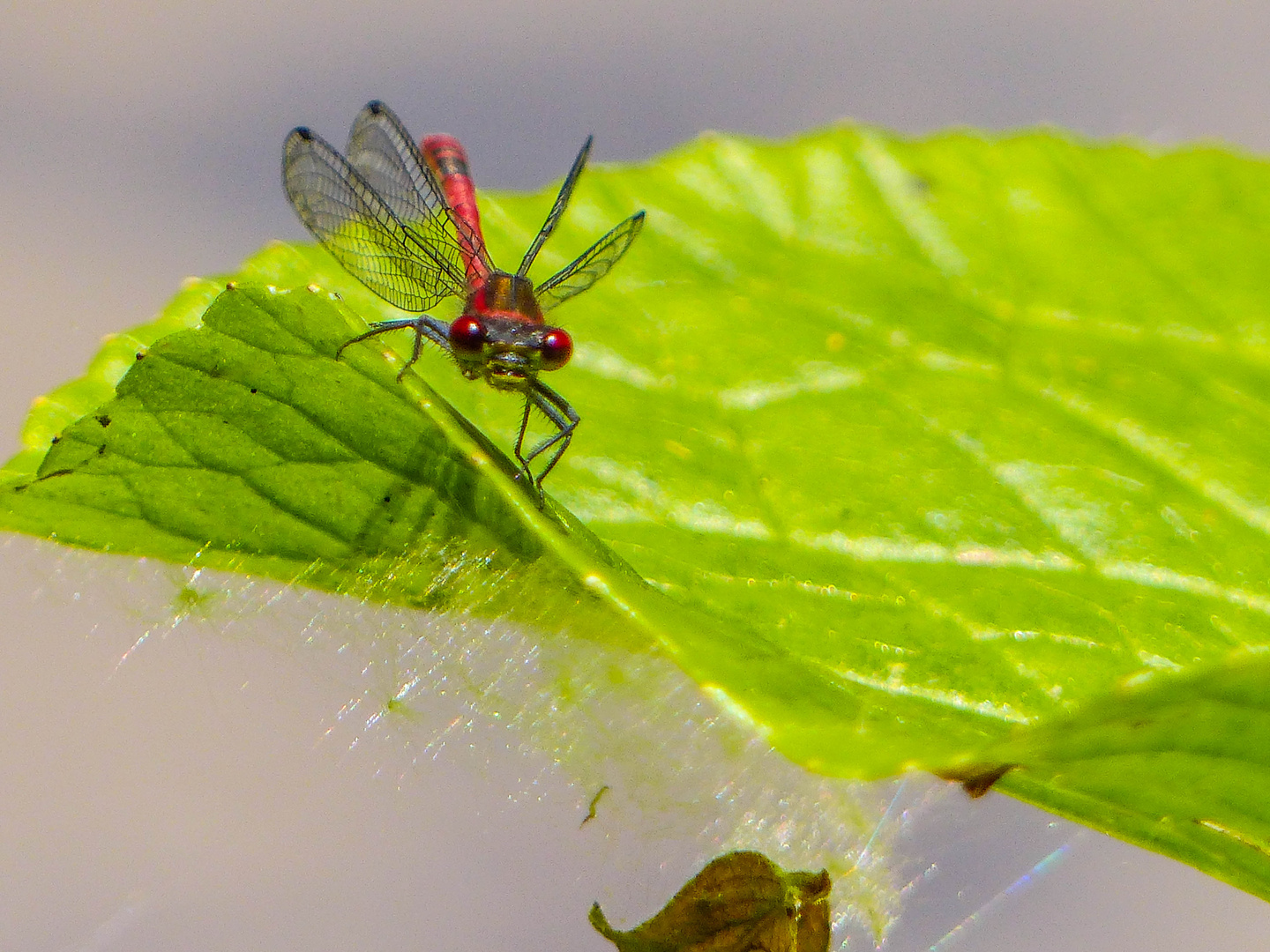 Libelle auf Blatt