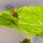 Libelle auf Blatt