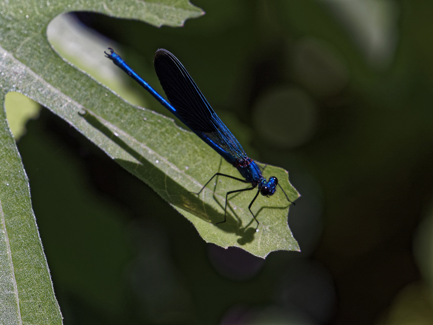 Libelle auf Blatt