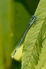 Libelle auf Blatt