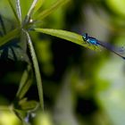 Libelle auf Blatt