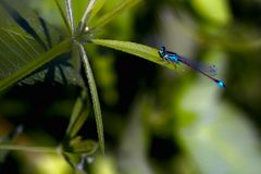 Libelle auf Blatt