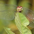 Libelle auf Blatt