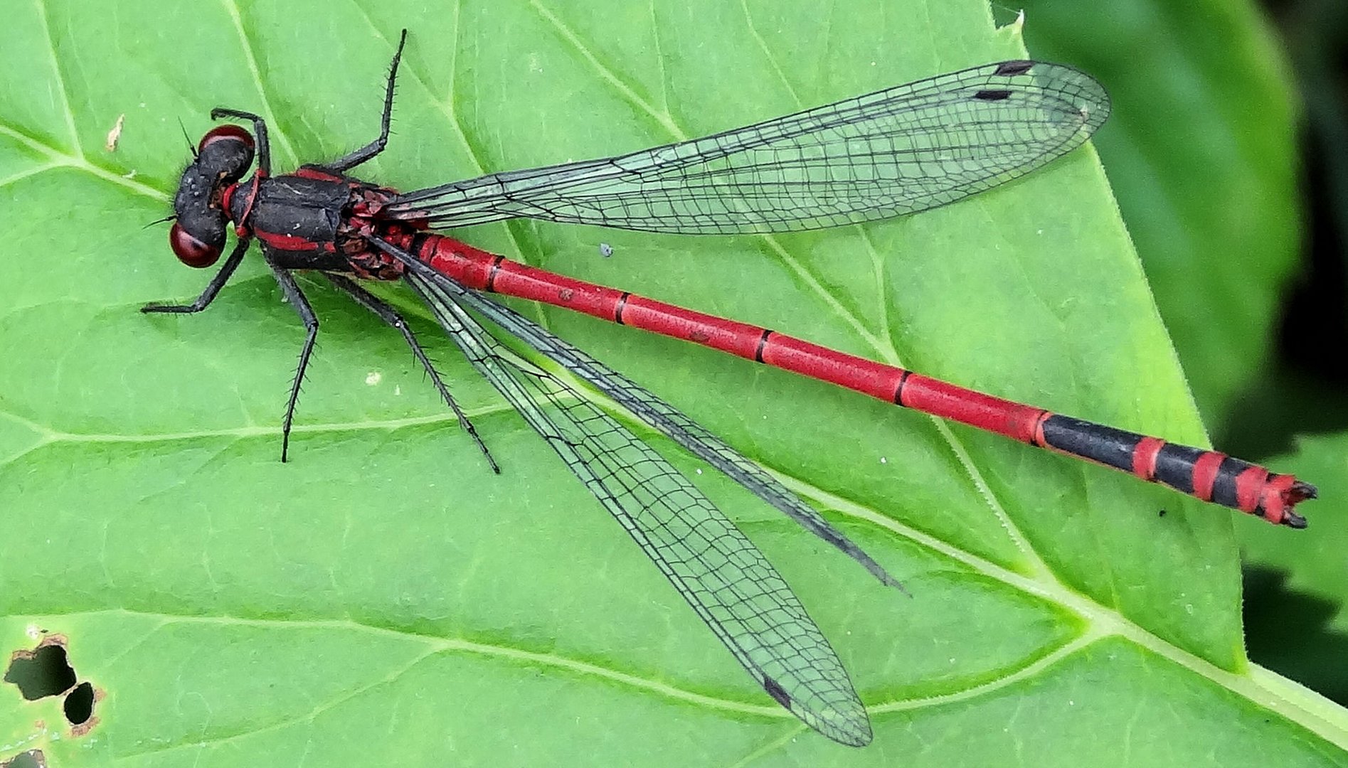 Libelle auf Blatt