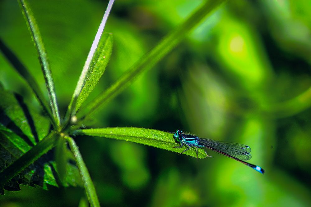 Libelle auf Blatt