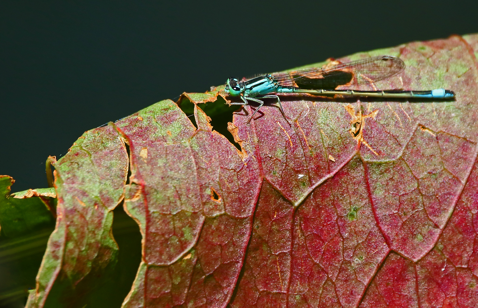 "Libelle auf Blatt"