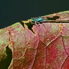 "Libelle auf Blatt"