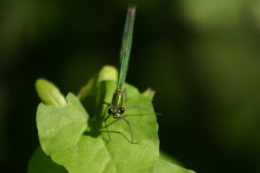 Libelle auf Blatt