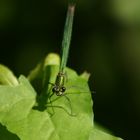 Libelle auf Blatt