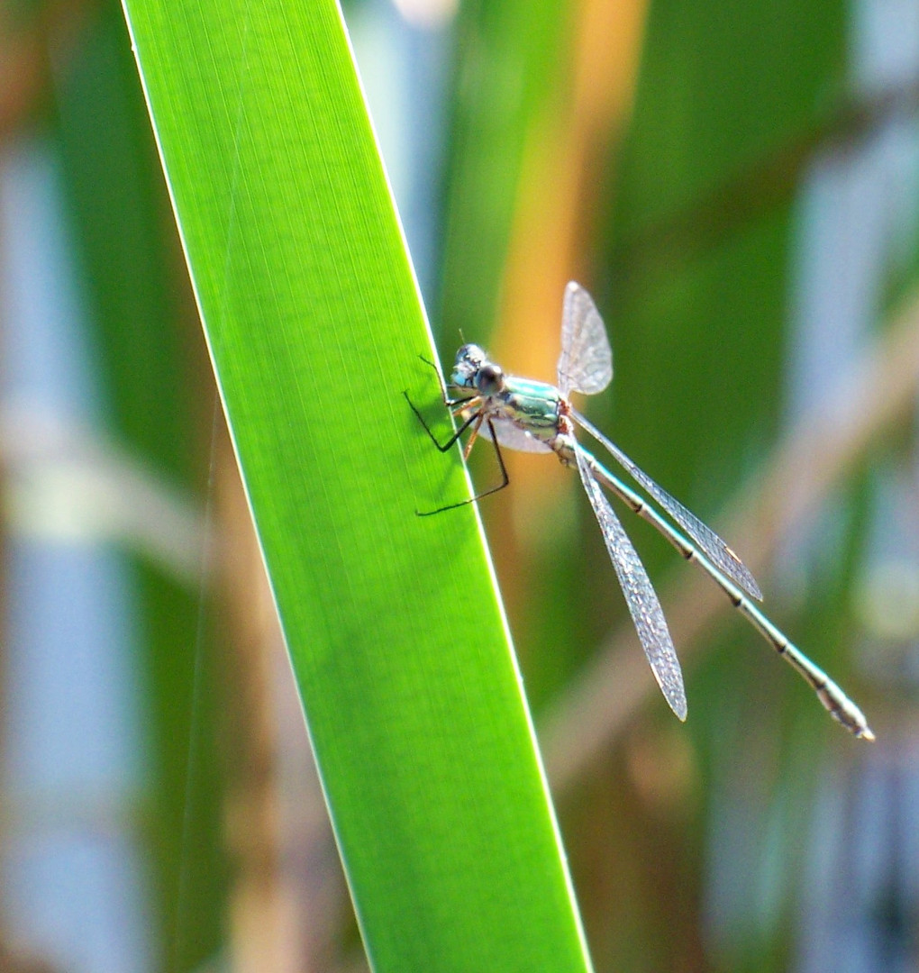 Libelle auf Blatt