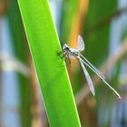 Libelle auf Blatt