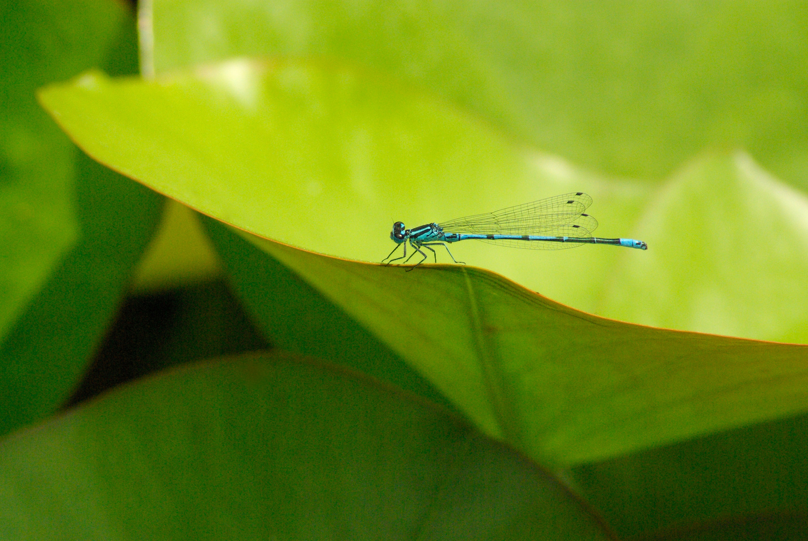 Libelle auf Blatt