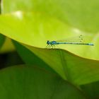 Libelle auf Blatt