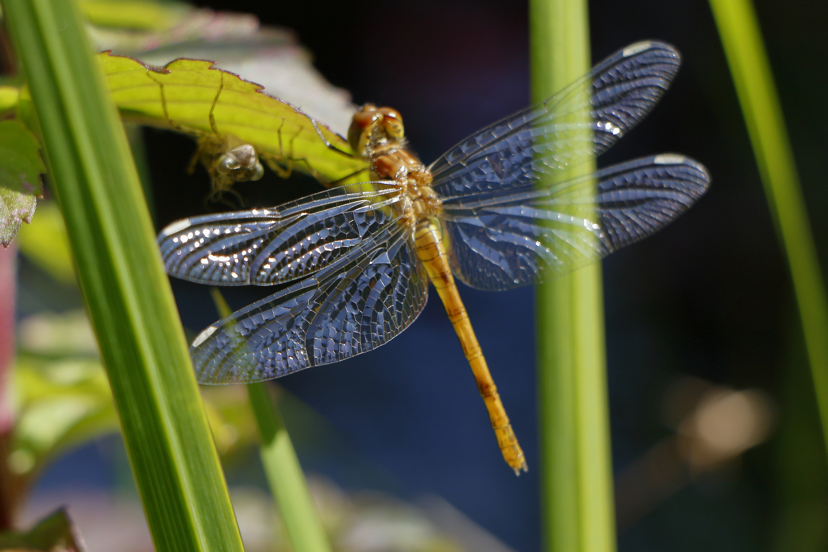 Libelle auf Blatt