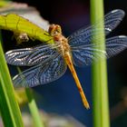 Libelle auf Blatt