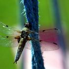 Libelle auf blauem Seil