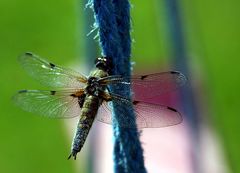 Libelle auf blauem Seil